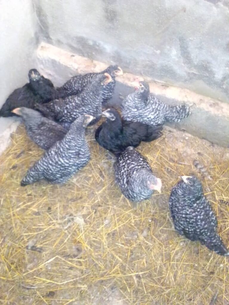 IMG-20230430-WA0021-768x1024